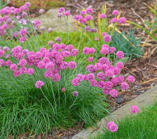 Strandgrasnelke Splendens – intensiv blühende Armeria, perfekte Staude für Steingärten und Rabatten