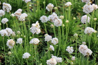 Strandgrasnelke Alba – immergrüne Armeria mit reinen weissen Blüten, ideal für sonnige Standorte