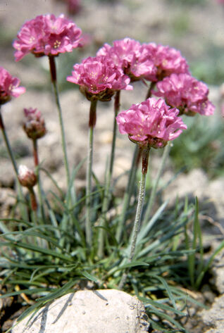 Grasnelke Düsseldorfer Stolz – farbstarke Polsterstaude für Beete, Steingärten und Naturgärten