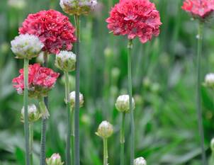 Armeria – Grasnelken für Steingärten & Mauern