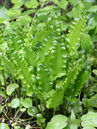 Asplenium scolopendrium 'Cristatum'
