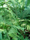 Polystichum setiferum 'Plumosum Densum' Foto © PlantaPro