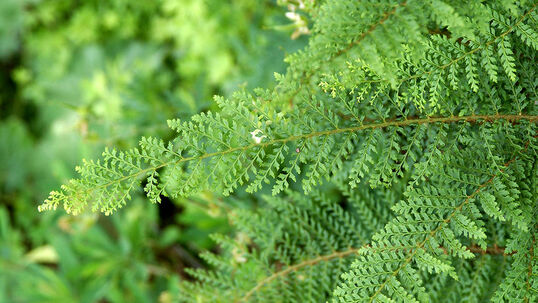 Polystichum setiferum 'Proliferum' Foto © PlantaPro