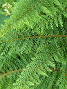 Polystichum setiferum 'Proliferum'  Foto © PlantaPro