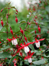 Fuchsia 'Madame Cornelissen'