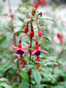 Fuchsia 'Riccartonii'