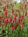 Fuchsia magellanica gracilis