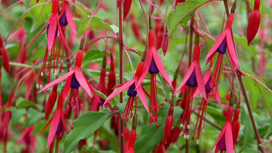 Fuchsia magellanica gracilis
