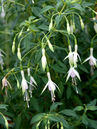 Fuchsia magellanica molinae