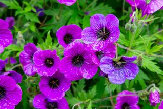 Geranium ‘Ann Folkard’ – auffälliger Storchschnabel mit leuchtend purpurrosa Blüten und dunklem Auge