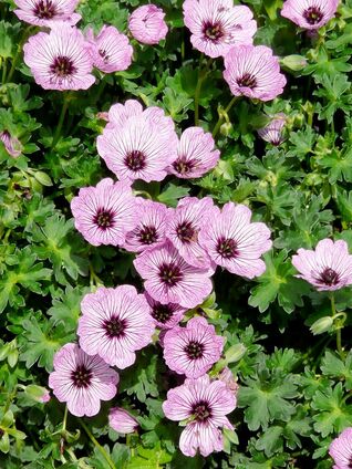 Geranium ‘Ballerina’ – reichblühende Storchschnabel-Sorte, robust und bienenfreundlich