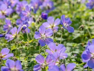 Geranium ‘Johnson’s Blue’ – klassischer Storchschnabel mit leuchtend himmelblauen Blüten