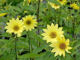 Helianthus ‘Lemon Queen’ – beeindruckende Stauden-Sonnenblume mit grossen zitronengelben Blüten