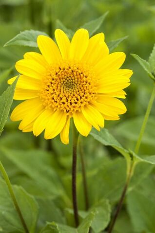 Helianthus decapetalus ‘Meteor’ – horstige Stauden-Sonnenblume mit leuchtend dunkelgelben, anemonenartigen Blüten