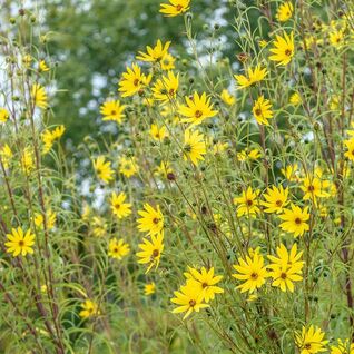Weidenblättrige Sonnenblume – majestätische Staude für den Hintergrund und sonnige Rabatten