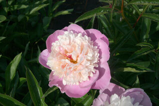 Paeonia lactiflora Sorbet