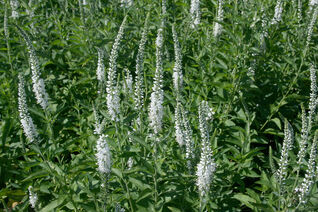 Veronica long Schneeriesin