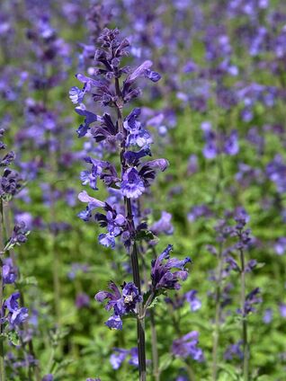 Katzenminze Six Hills Giant – langlebige Staude, perfekt für sonnige Staudenbeete und Naturgärten