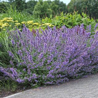 Nepeta faassenii ‘Walker’s Low’ – reich blühende Katzenminze, idealer Rosenbegleiter und Bienenmagnet 
