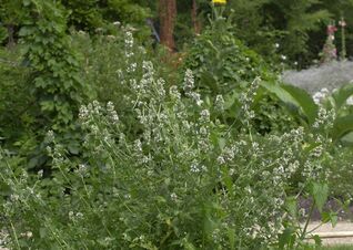Nepeta cataria – Echte Katzenminze, traditionelle Heil- und Färberpflanze, zieht Katzen magisch an