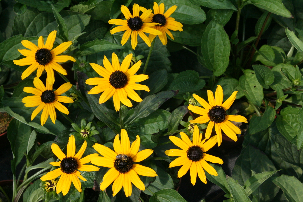 Rudbeckia  Sonnenhut: Farbenpracht und Geschichte im Staudenbeet |  Hauenstein AG