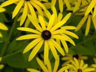 Rudbeckia fulgida deamii 