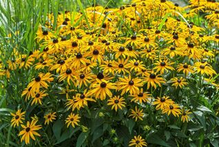 Rudbeckia fulgida Goldsturm