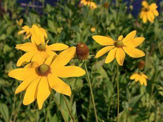 Rudbeckia nitida Herbstsonne