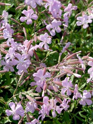 Saponaria lempergii Max Frei