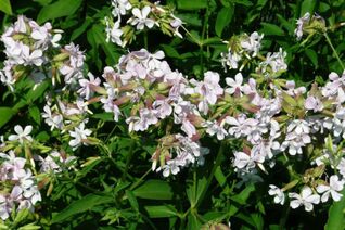 Saponaria officinalis 