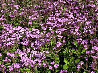 Saponaria ocymoides