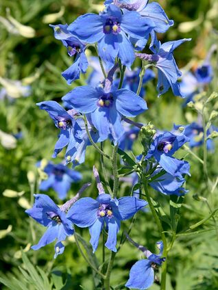Delphinium Völkerfrieden
