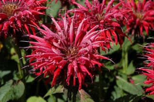 Monarda Cambridge Scarlet