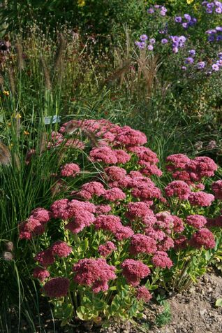 Sedum Herbstfreude 