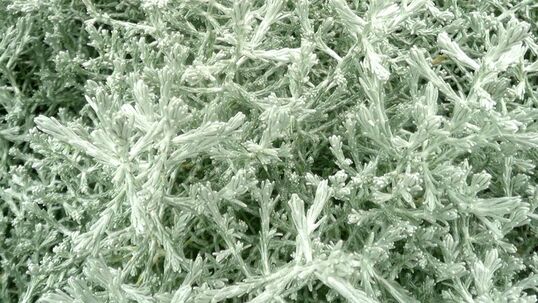 Das Silberkörbchen fällt durch ihre kugelige Wuchsform und ihre Blätter auf, die bei genauem Hinsehen an Draht erinnern.