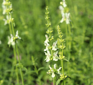 Stachys recta