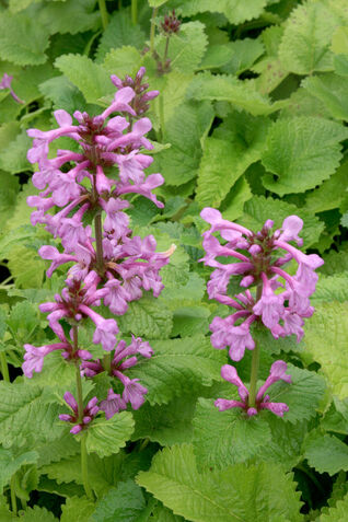 Stachys macrantha Superba