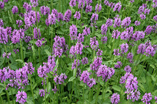 Stachys monieri Hummelo 