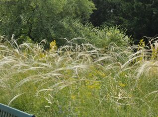 Stipa capillata