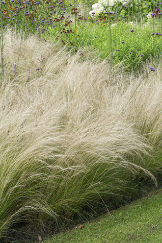 Stipa tenuissima 'Ponytails'