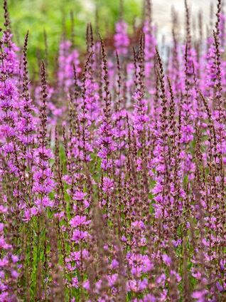 Rutenweiderich ‘Dropmore Purple’ (Lythrum virgatum) – aufrechter Wuchs mit langen violettroten Blütenkerzen 