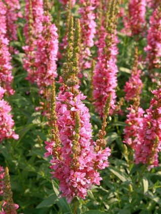 Blutweiderich ‘Robert’ (Lythrum salicaria) – kompakte, reichblühende Sorte mit intensiven Purpurblüten