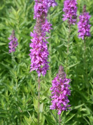 Lythrum salicaria – Blutweiderich, langlebige Bienen- und Schmetterlingspflanze für sonnig-feuchte Standorte