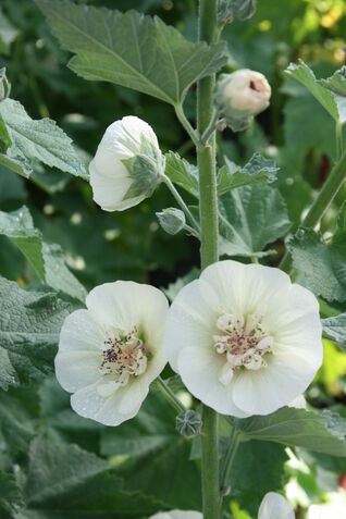 Stockrose Alcea ‘Parkallee’ – imposante Blütenstaude mit nostalgischem Charme für sonnige Beete