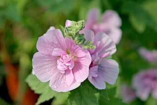 Alcea ‘Parkrondell’ – langlebige, rosafarbene Stockrose mit eleganten Cup-Blüten von Juli bis Oktober