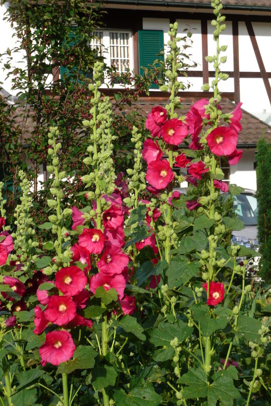 Feigenblättrige Stockrose (Alcea ficifolia) – langlebige Staude für Bauerngärten und naturnahe Pflanzungen