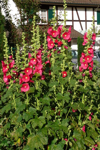 Feigenblättrige Stockrose (Alcea ficifolia) – langlebige Staude für Bauerngärten und naturnahe Pflanzungen