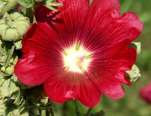 Alcea – Stockrosen pflanzen & pflegen
