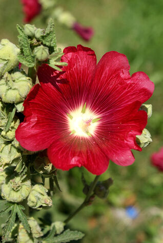 Alcea rosea – klassische Stockrose mit imposanten Blütenstängeln für Bauerngärten