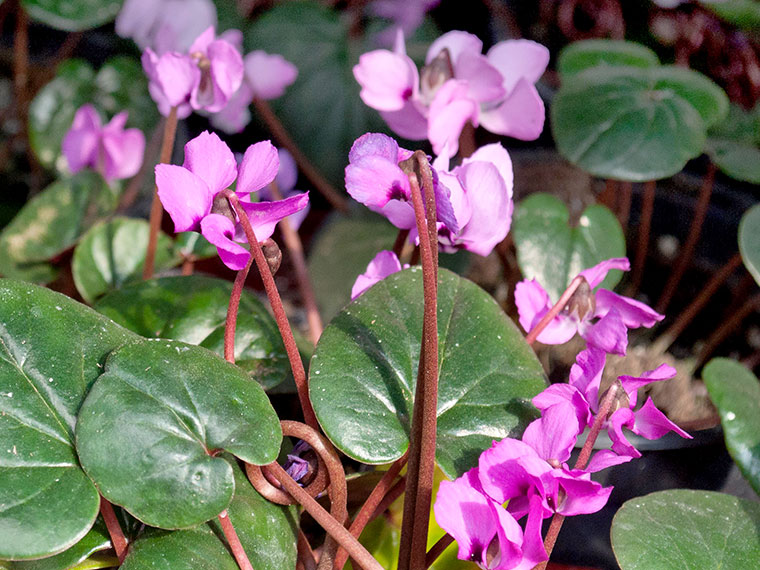 Alpenveilchen winterblhend  Cyclamen coum | Hauenstein AG